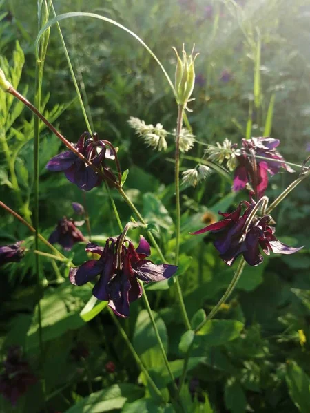 Aquilegia vulgaris - deep purple early summer flower, June .