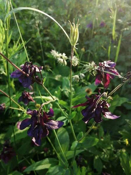 Aquilegia vulgaris - deep purple early summer flower, June .