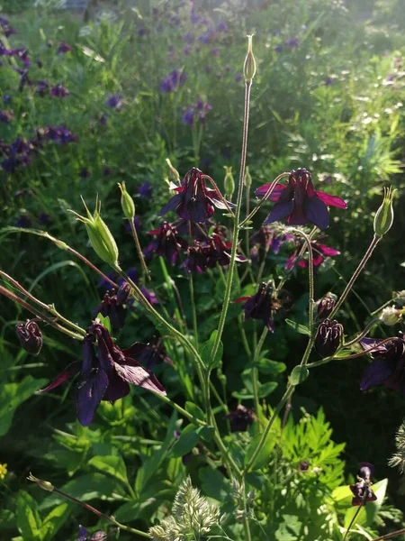 Aquilegia vulgaris - deep purple early summer flower, June .