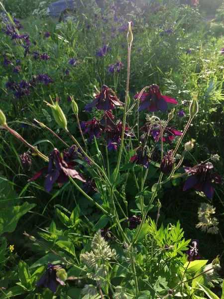 Aquilegia vulgaris - deep purple early summer flower, June .