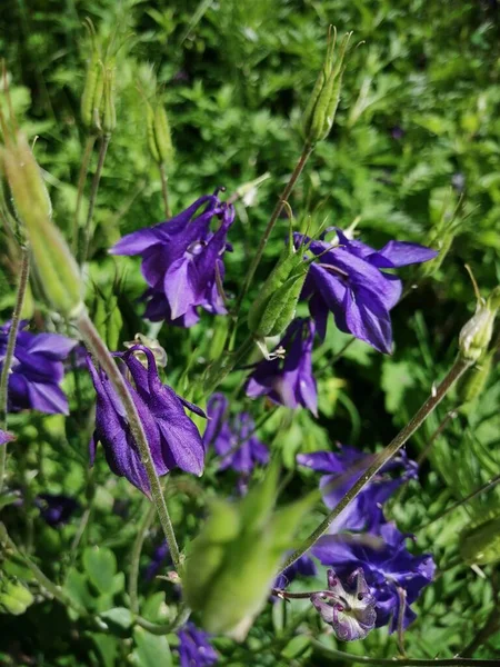 Aquilegia vulgaris - deep purple early summer flower, June .