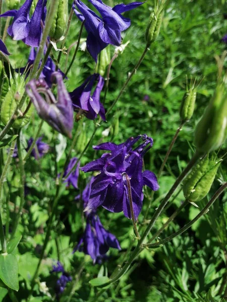 Aquilegia vulgaris - deep purple early summer flower, June .