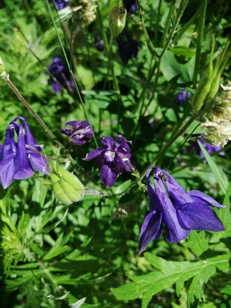 Aquilegia vulgaris - deep purple early summer flower, June.