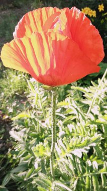 Arka planda yeşil otlar, çiçek açan gelincik, kırmızı gelincik, çiçek açan gelincik.