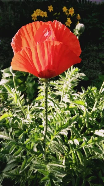 Arka planda yeşil otlar, çiçek açan gelincik, kırmızı gelincik, çiçek açan gelincik.
