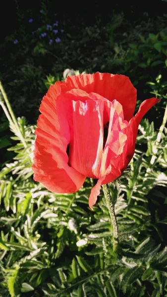 Poppy Background Green Grass Blooming Poppy Red Poppy Flowering Poppy — Stock Photo, Image
