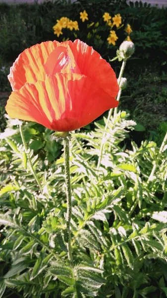 Arka planda yeşil otlar, çiçek açan gelincik, kırmızı gelincik, çiçek açan gelincik.