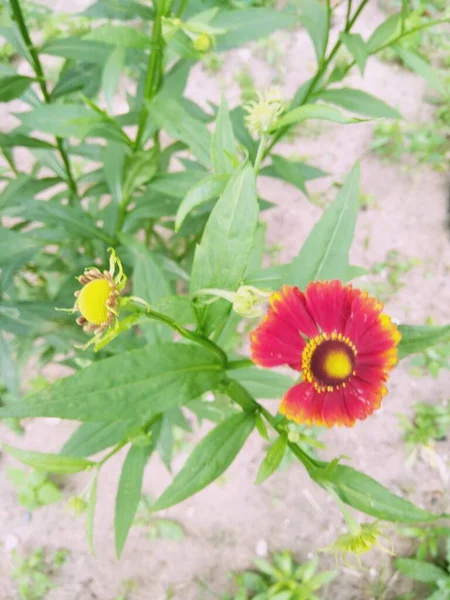 Trzy Kwitnące Helenium Wieloletnie Kwiaty Rozmytym Zielonym Tle Zachmurzone — Zdjęcie stockowe