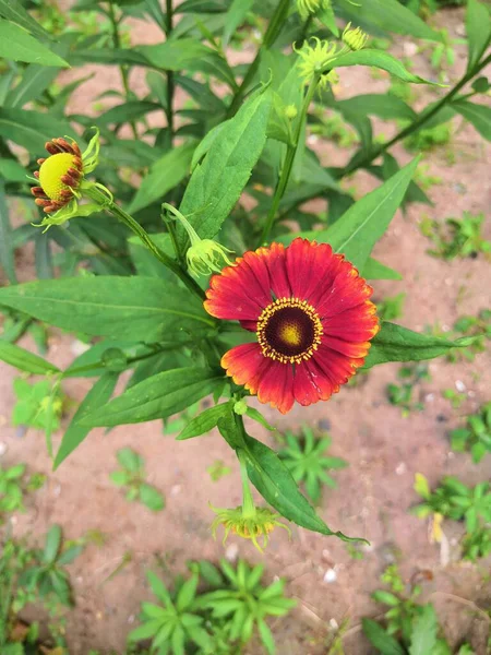 Tres Flores Perennes Helenio Flor Sobre Fondo Verde Borroso Nublado — Foto de Stock