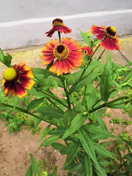 緑の背景がぼやけた雲の上に3つのヘレニウム多年草の花を咲かせる — ストック写真