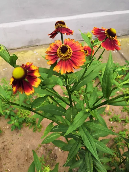 緑の背景がぼやけた雲の上に3つのヘレニウム多年草の花を咲かせる — ストック写真