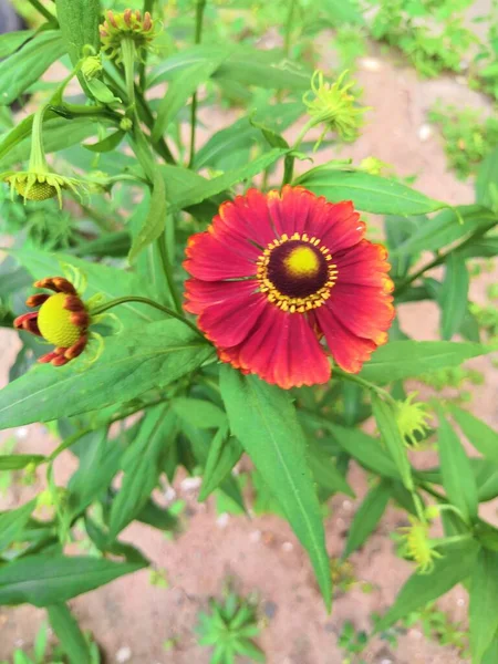 Tři Kvetoucí Heleniové Trvalé Květiny Rozmazaném Zeleném Pozadí Zakalené — Stock fotografie