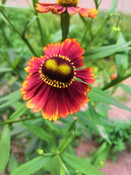 Tiga Bunga Helenium Mekar Abadi Pada Latar Belakang Hijau Kabur — Stok Foto