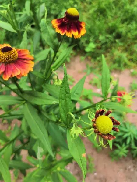 Tre Blommande Helen Perenna Blommor Suddig Grã Bakgrund Molnigt — Stockfoto