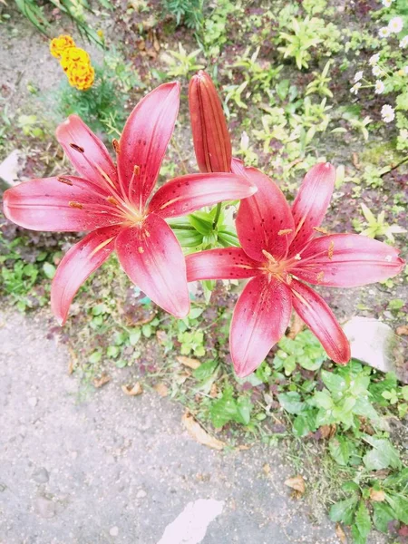 Makro fotoğraf doğası çiçek açan turuncu Lilium soğanı. Arkaplan dokusu, turuncu tomurcuklu zambak gibi yanıyor. Görüntü bitkisi turuncu tropikal çiçek açan kaplan zambağı