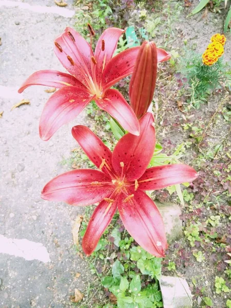 Makro fotoğraf doğası çiçek açan turuncu Lilium soğanı. Arkaplan dokusu, turuncu tomurcuklu zambak gibi yanıyor. Görüntü bitkisi turuncu tropikal çiçek açan kaplan zambağı