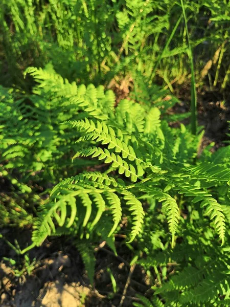 希瑟和一些森林草 阳光灿烂的夏天 — 图库照片