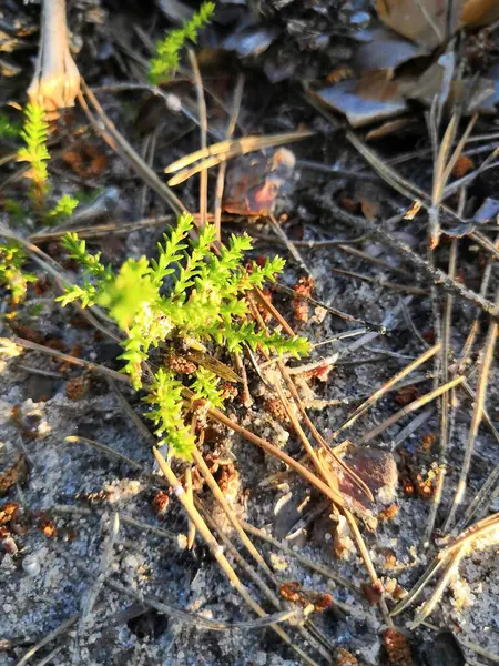 Heather Some Forest Grass Sunny Summer — Stock fotografie