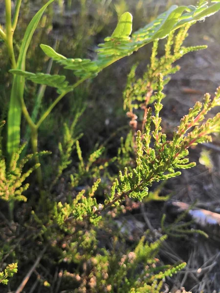 Heather Some Forest Grass Sunny Summer — Stock Photo, Image