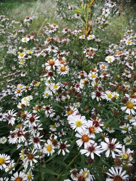 Die Alpen Aster Dekorative Gartenpflanze Mit Lila Blüten — Stockfoto