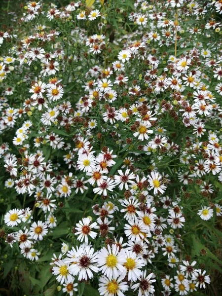 Alpejski Aster Roślina Ozdobna Ogrodowa Purpurowymi Kwiatami — Zdjęcie stockowe