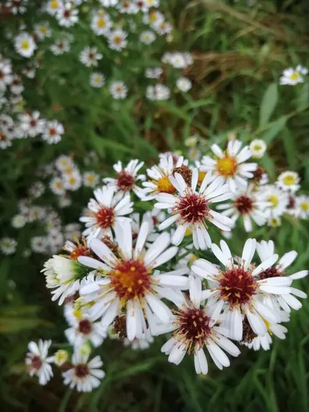 Alpejski Aster Roślina Ozdobna Ogrodowa Purpurowymi Kwiatami — Zdjęcie stockowe