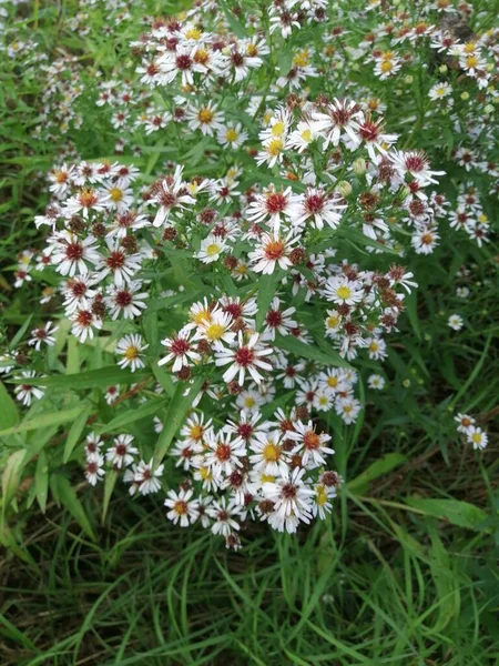 Alpine Aster Planta Jardim Decorativa Com Flores Roxas — Fotografia de Stock