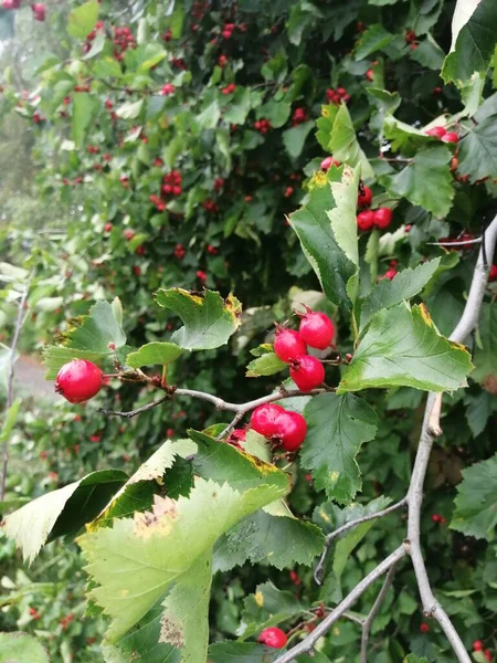 Bahçede Hawthorn meyveleri, bulut