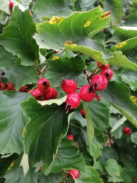 Bahçede Hawthorn meyveleri, bulut