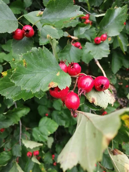 Bahçede Hawthorn meyveleri, bulut