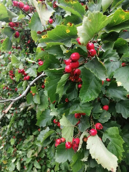 Bahçede Hawthorn meyveleri, bulut