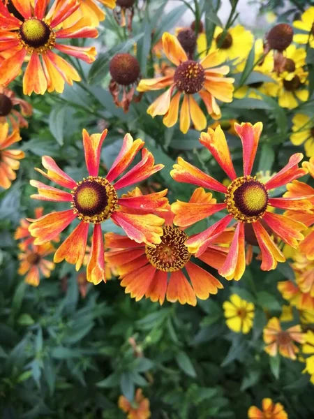 Heleniumblüte Jahreszeit Herbst Orange Hintergrund Bewölkt — Stockfoto