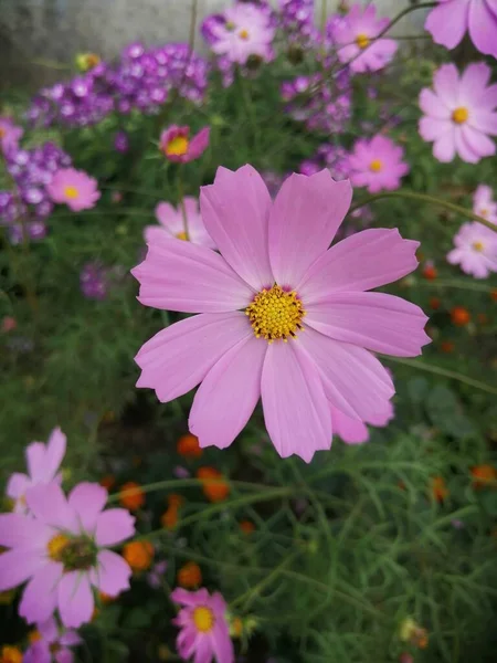 Flores Kosmeya Florecen Jardín —  Fotos de Stock