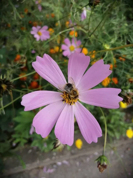 Kosmeya Çiçekleri Bahçede Açar — Stok fotoğraf