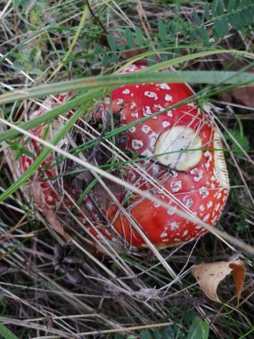Mantar çimenlerin arasında büyür, bulutlu bir Eylül akşamı, çimenler