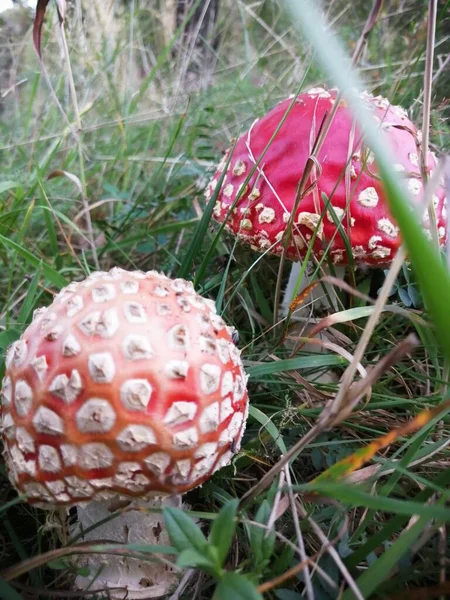 Fungo Cresce Tra Erba Una Sera Settembre Coperto Erba — Foto Stock