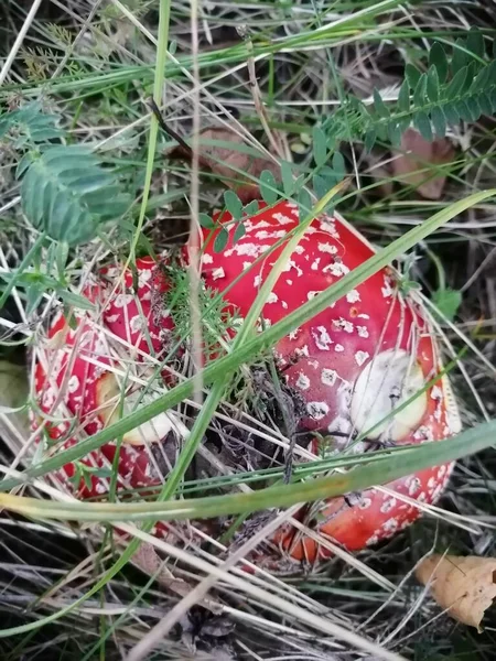 Der Pilz Wächst Gras Ein Bewölkter Septemberabend Gras — Stockfoto