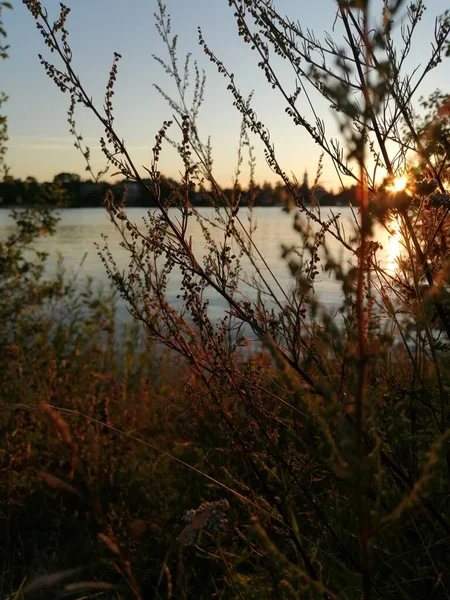 Dry Grass Great Summer Sunset Background — Stock Photo, Image