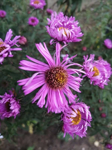 Kleine Schöne Herbstblumen Sind Scharf Buschig — Stockfoto