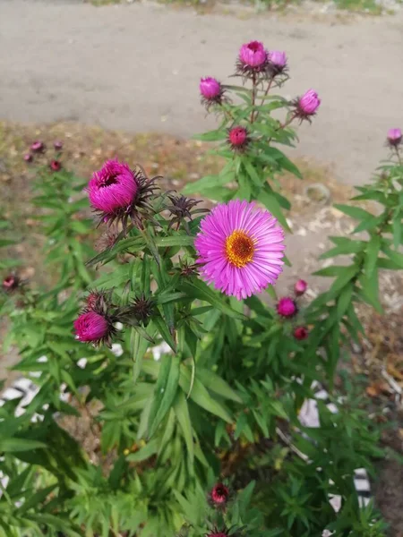 Kleine Mooie Herfstbloemen Zijn Scherp Struikgewas — Stockfoto