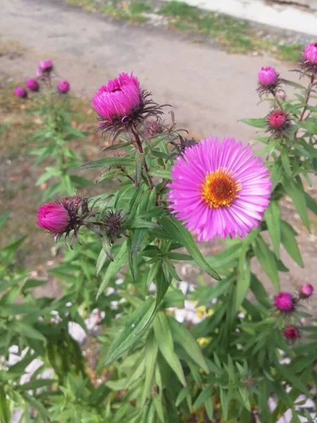 Pequenas Belas Flores Outono São Arbustivas Afiadas — Fotografia de Stock