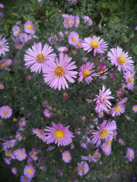 Kleine Schöne Herbstblumen Sind Scharf Buschig — Stockfoto