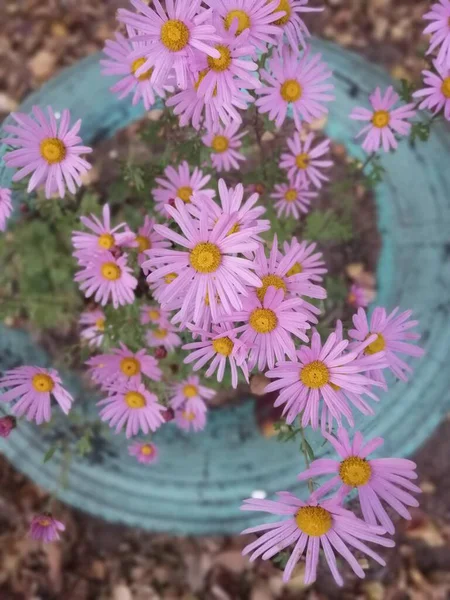 Маленькі Красиві Осінні Квіти Гострі Чагарники — стокове фото