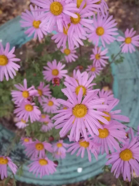 Küçük Güzel Sonbahar Çiçekleri Keskin Çalılardır — Stok fotoğraf
