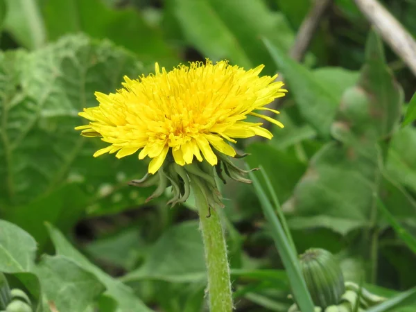 Parlak Sarı Karahindiba Tarlada — Stok fotoğraf