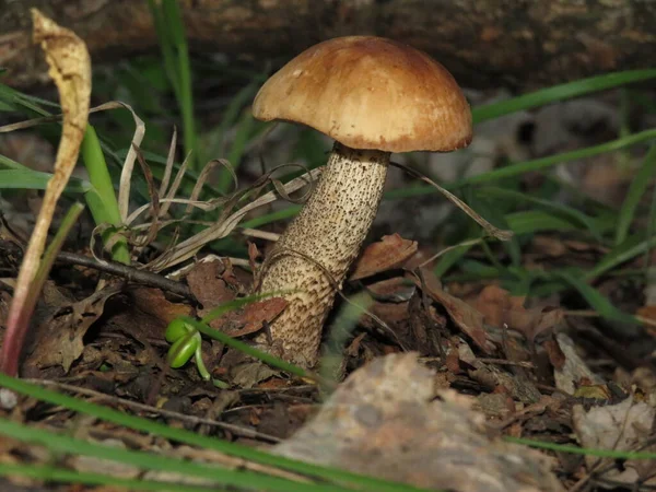 Un pequeño hongo blanco en el bosque — Foto de Stock