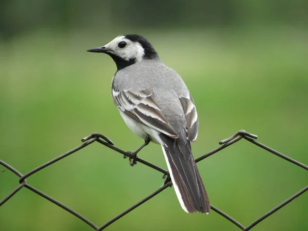 A small bird stands on the fence — Stock Photo, Image