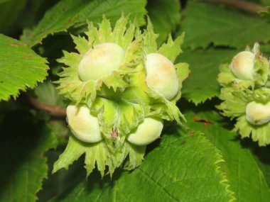 Ormandaki açık havada ağaçların arka planında fındık