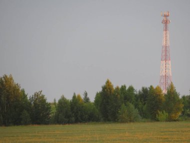Flora 'nın arka planında gün batımı, soyut yaz doğal arkaplan