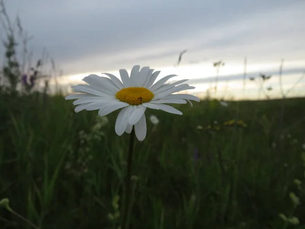 Tanacetum Parthenium — ஸ்டாக் புகைப்படம்